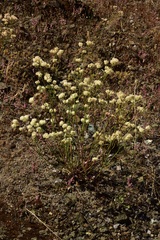 Eriogonum nudum nudum
