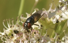 Chrysogaster cemiteriorum