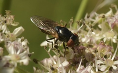 Chrysogaster cemiteriorum