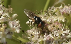 Chrysogaster cemiteriorum