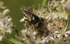 Chrysogaster cemiteriorum