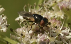 Chrysogaster cemiteriorum