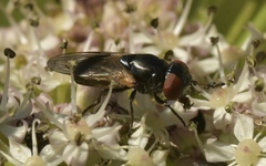 Chrysogaster cemiteriorum