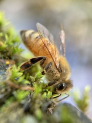 Apis mellifera