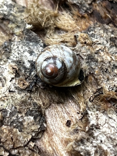 Helicina neritella observed 2022-06-30