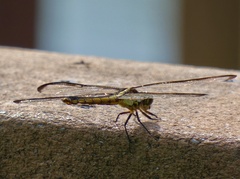 Libellula flavida
