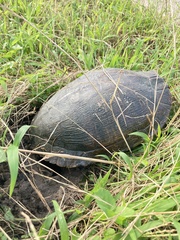 Trachemys scripta