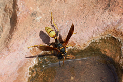 Mischocyttarus navajo