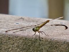 Libellula flavida