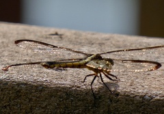 Libellula flavida