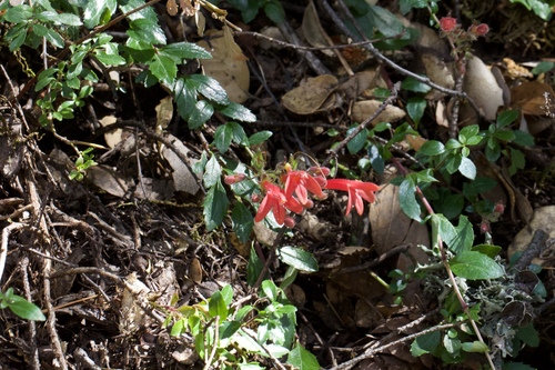 Image of Keckiella corymbosa by (c) Arvel Hernandez, some rights reserved (CC BY)