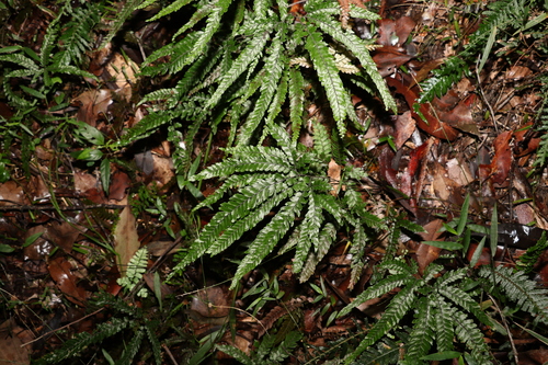 Rough maidenhair (Adiantum hispidulum)
