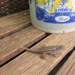 Leiocephalus barahonensis