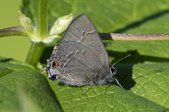 Satyrium calanus