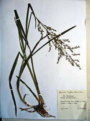 Glyceria lithuanica