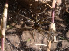 Diapontia uruguayensis