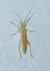 Stenodema trispinosum
