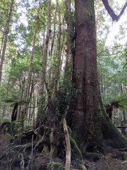 Nothofagus cunninghamii