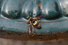 Euodynerus dantici violaceipennis