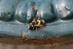 Euodynerus dantici violaceipennis