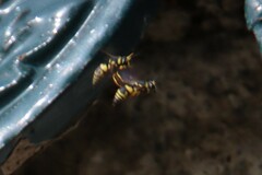 Euodynerus dantici violaceipennis