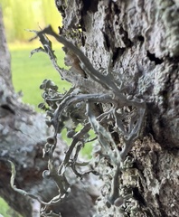 Ramalina