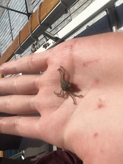 Pyromaia tuberculata