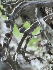 Ramalina