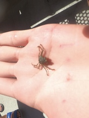 Pyromaia tuberculata