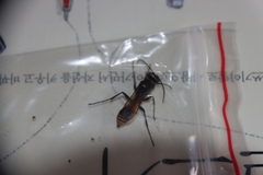 Sceliphron deforme atripes