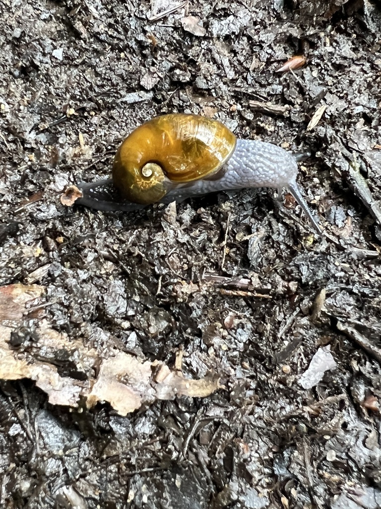 Glassy Grapeskin from Great Smoky Mountains National Park, Waynesville ...