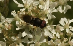 Chrysogaster cemiteriorum