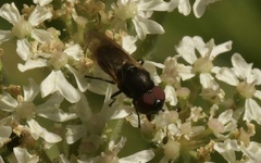 Chrysogaster cemiteriorum