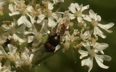 Chrysogaster cemiteriorum