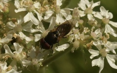Chrysogaster cemiteriorum