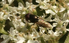Chrysogaster cemiteriorum