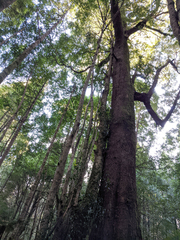 Nothofagus cunninghamii