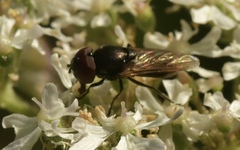 Chrysogaster cemiteriorum