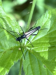 Strangalia acuminata
