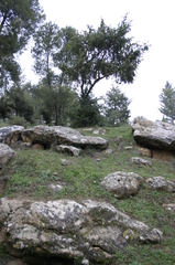 Juniperus oxycedrus badia