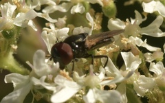 Chrysogaster cemiteriorum