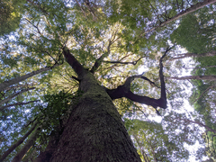 Nothofagus cunninghamii