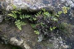 Oeosporangium pteridioides