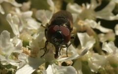 Chrysogaster cemiteriorum