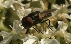 Chrysogaster cemiteriorum