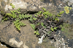 Oeosporangium pteridioides