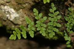 Oeosporangium pteridioides