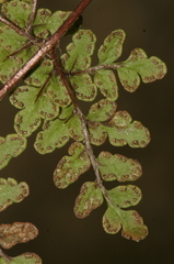 Oeosporangium pteridioides