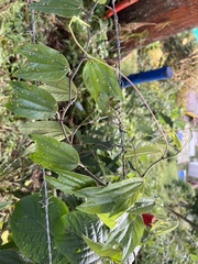 Passiflora chelidonea