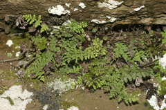 Oeosporangium pteridioides